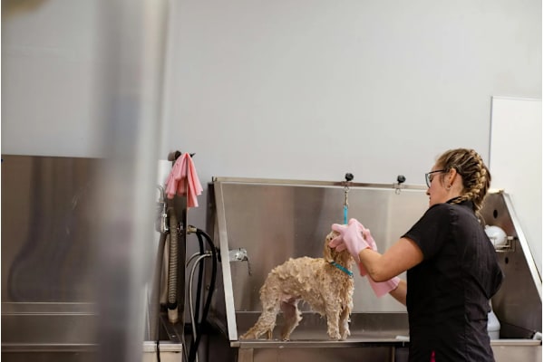 A woman is washing a dog in a sink at Twenty Fair Apartments, New Haven, Connecticut